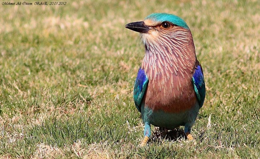 Indian Roller