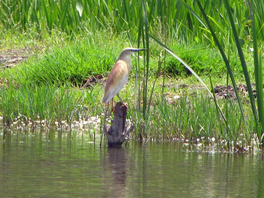 Squacco Heron
