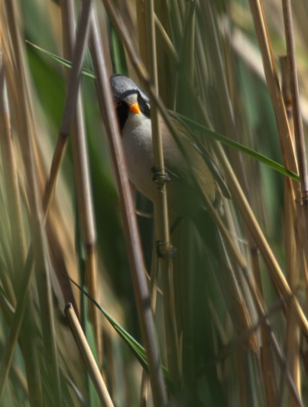 Bearded Reedling