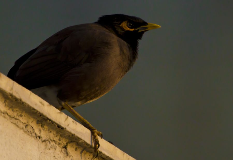 Common Myna