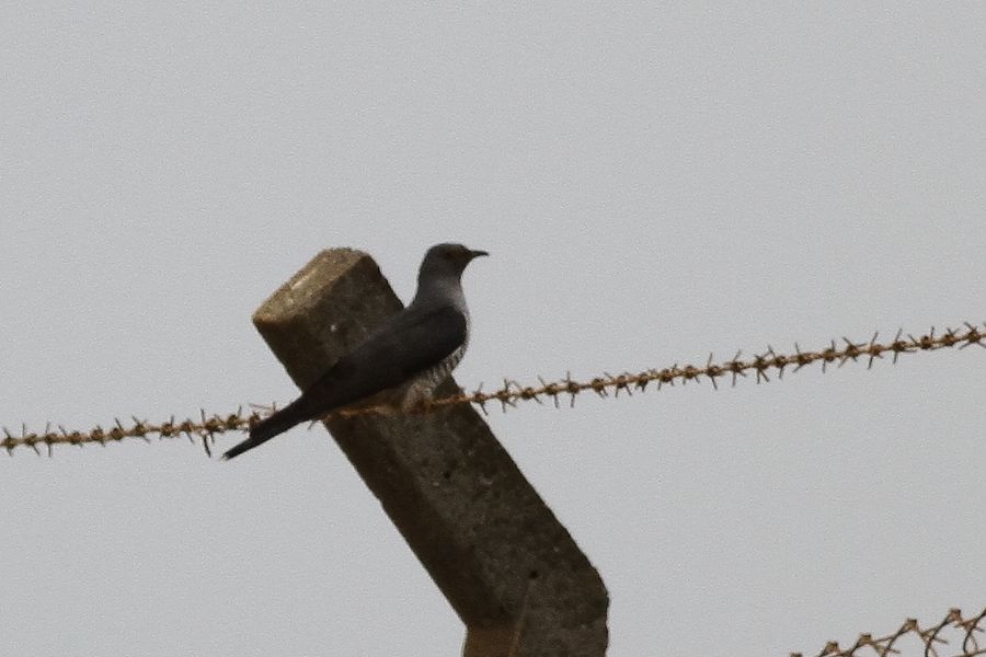 Common Cuckoo