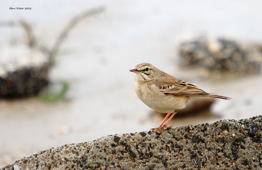 Tawny Pipit
