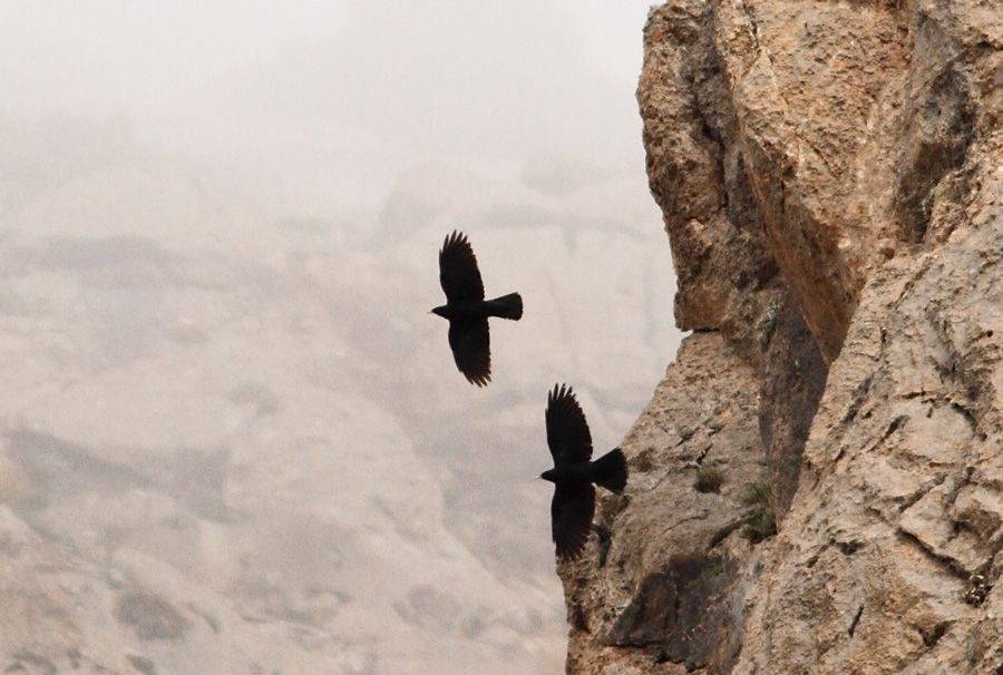 Alpine Chough