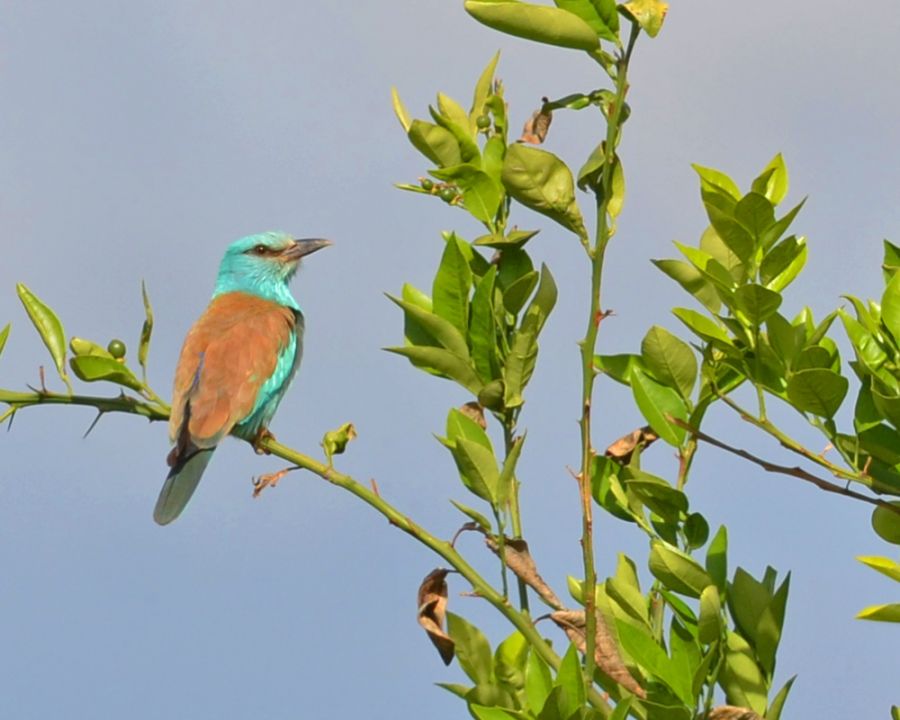 European Roller