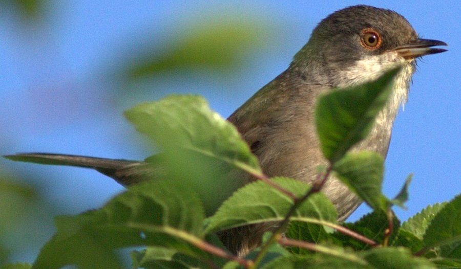 Sardinian Warbler