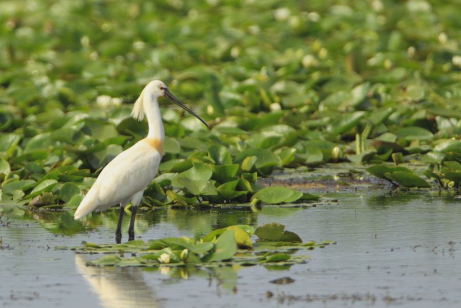 Eurasian Spoonbill