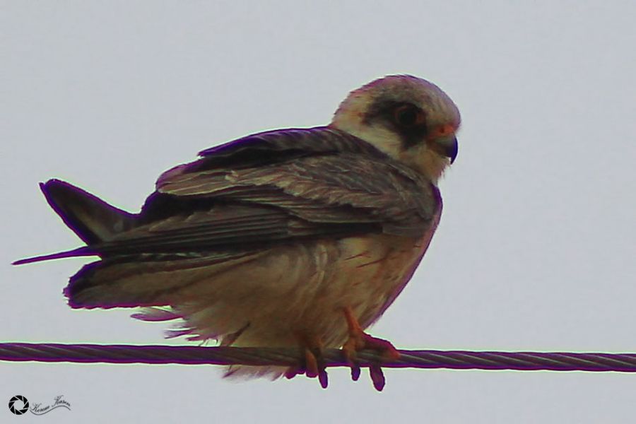 Red-footed Falcon