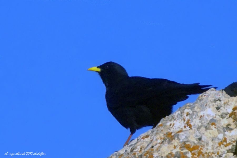 Alpine Chough