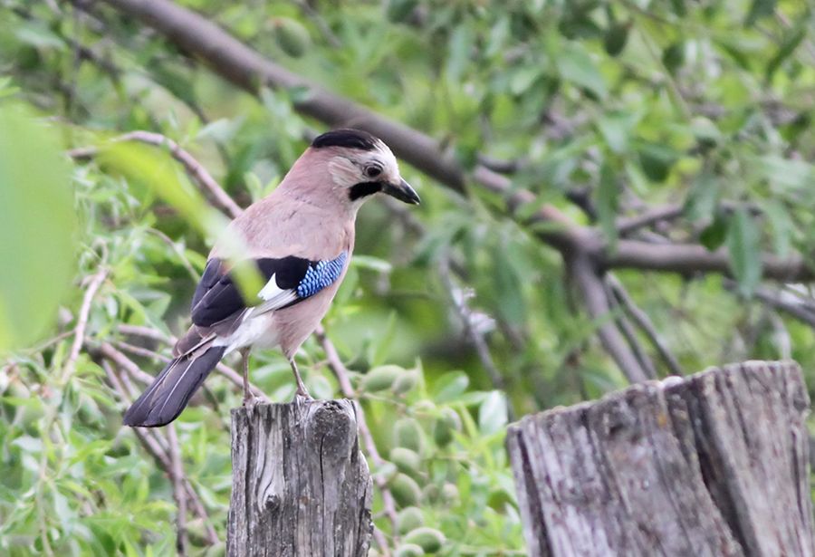 Eurasian Jay