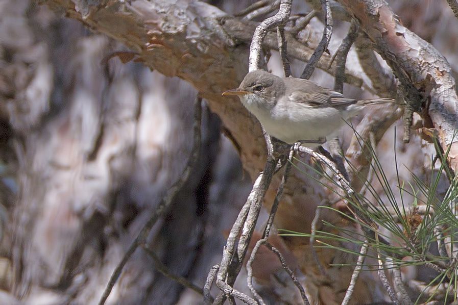 Olive-tree Warbler