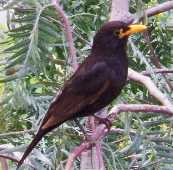 Common Blackbird