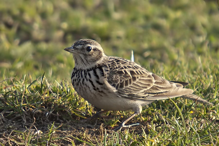 Eurasian Skylark