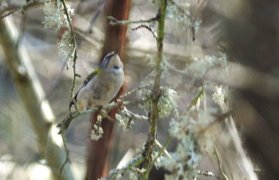Common Firecrest
