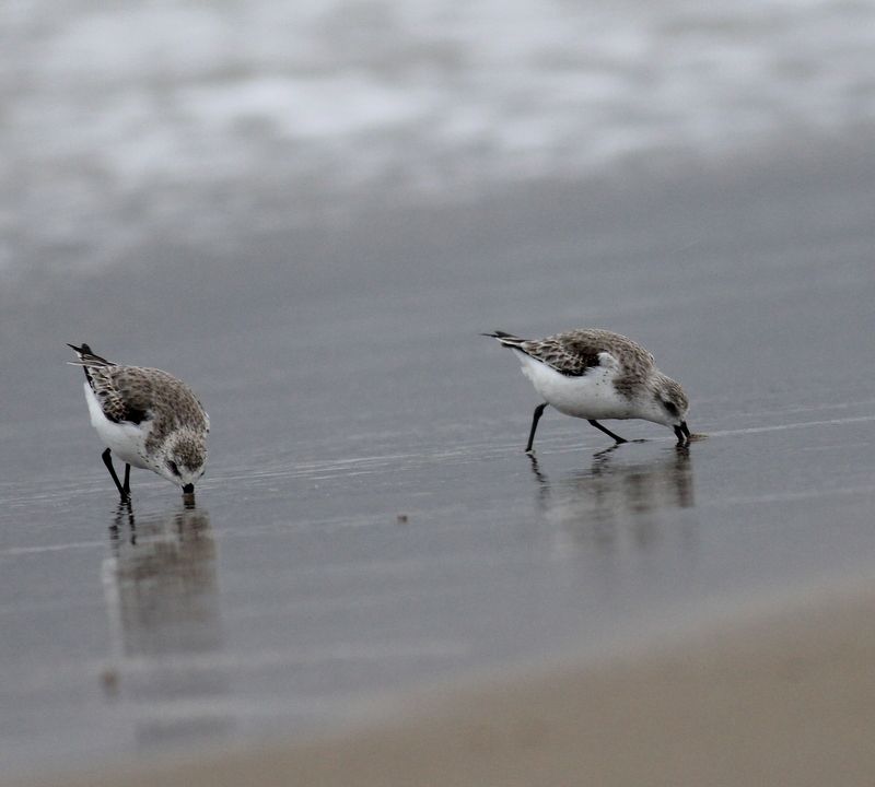 Sanderling