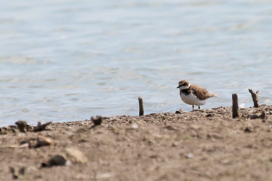 Common Ringed Plover