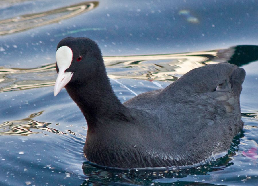 Eurasian Coot