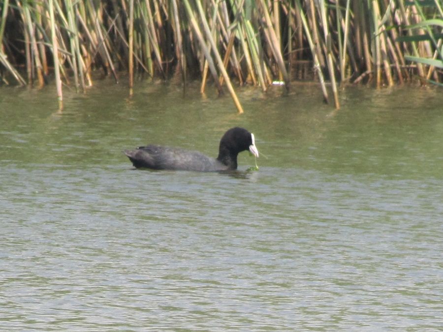 Eurasian Coot