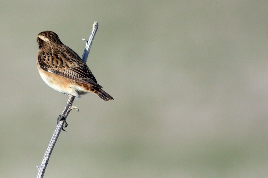 Whinchat