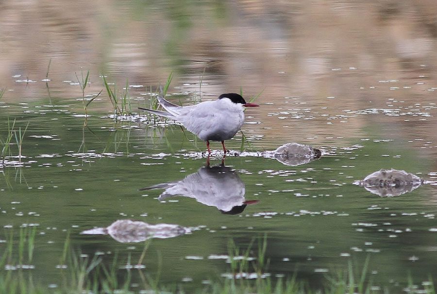 Whiskered Tern