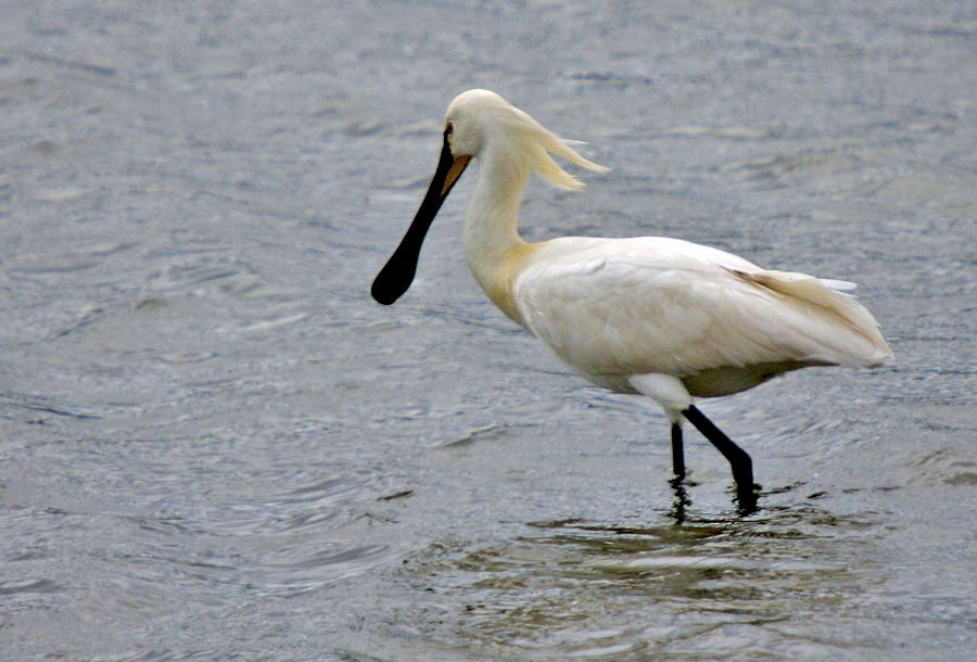 Eurasian Spoonbill