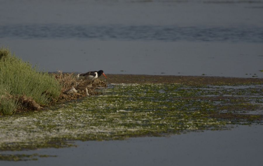 Eurasian Oystercatcher