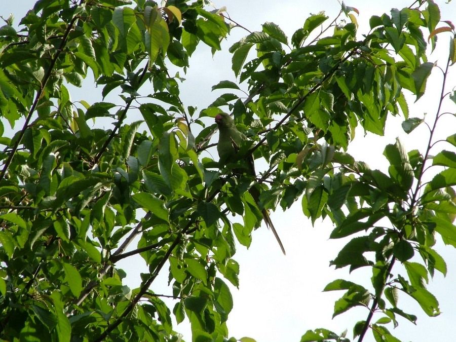 Rose-ringed Parakeet