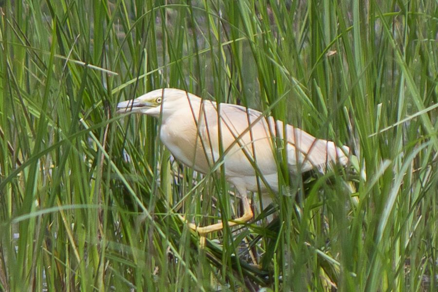 Squacco Heron