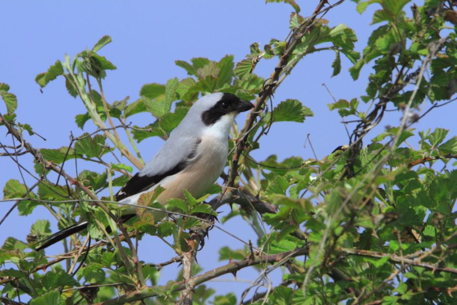 Lesser Grey Shrike