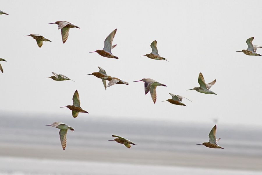 Bar-tailed Godwit