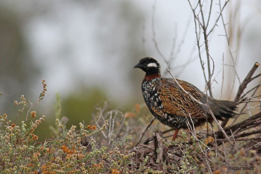 Black Francolin