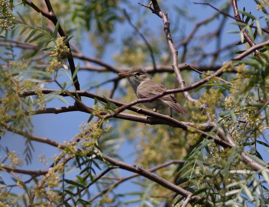 Eastern Olivaceous Warbler