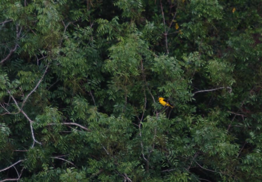 Eurasian Golden Oriole