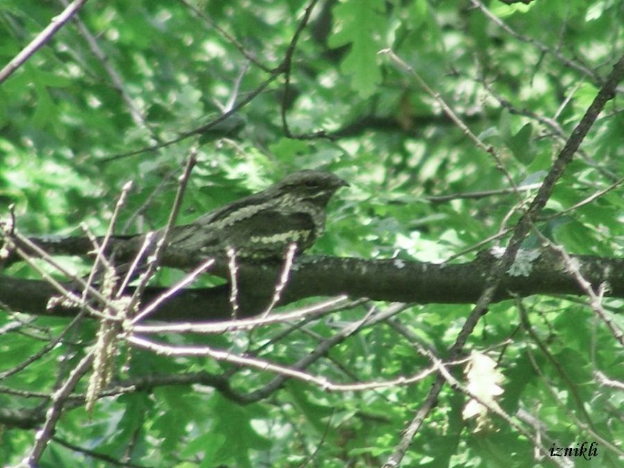 European Nightjar