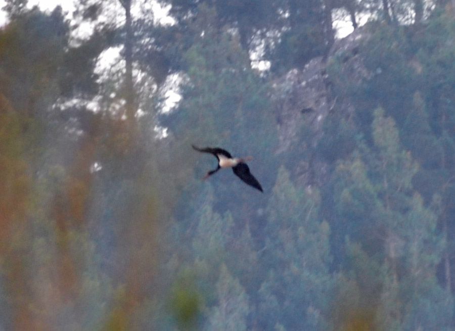 Black Stork