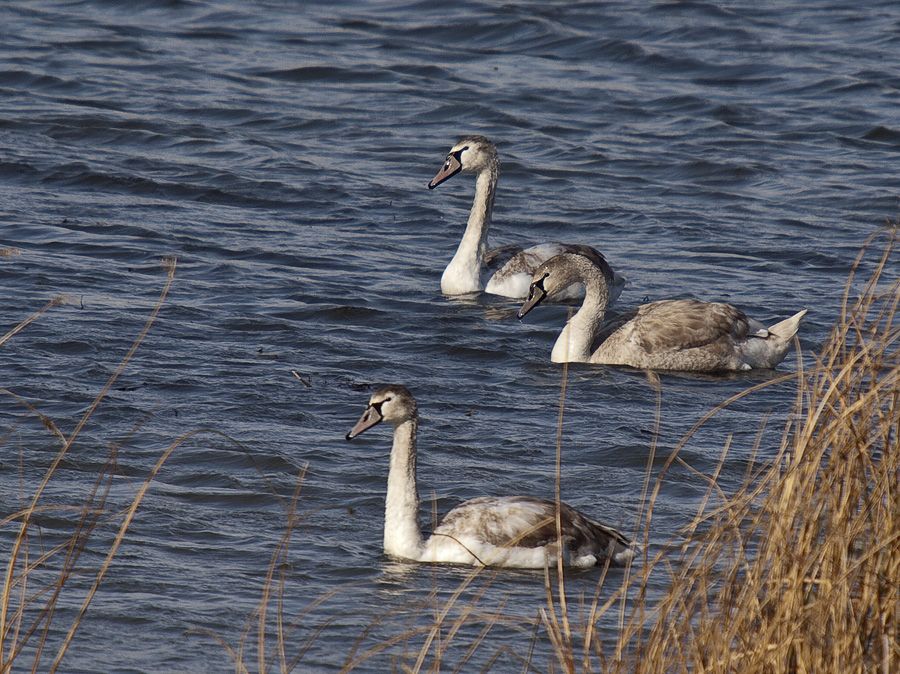 Mute Swan