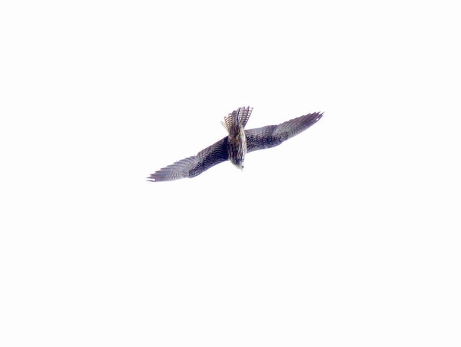 Eleonora`s Falcon