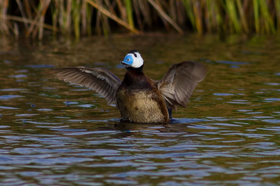 White-headed Duck