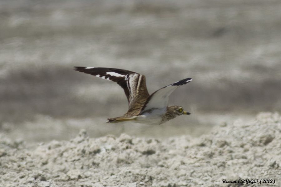 Eurasian Stone-curlew