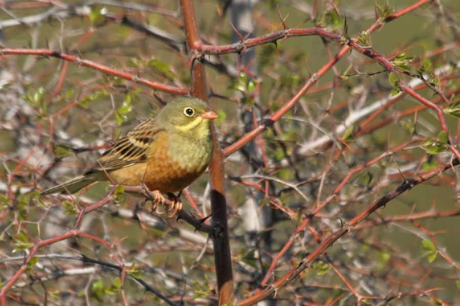 Ortolan Bunting