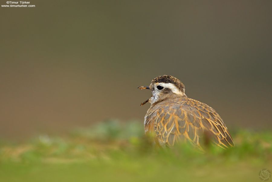 Eurasian Dotterel
