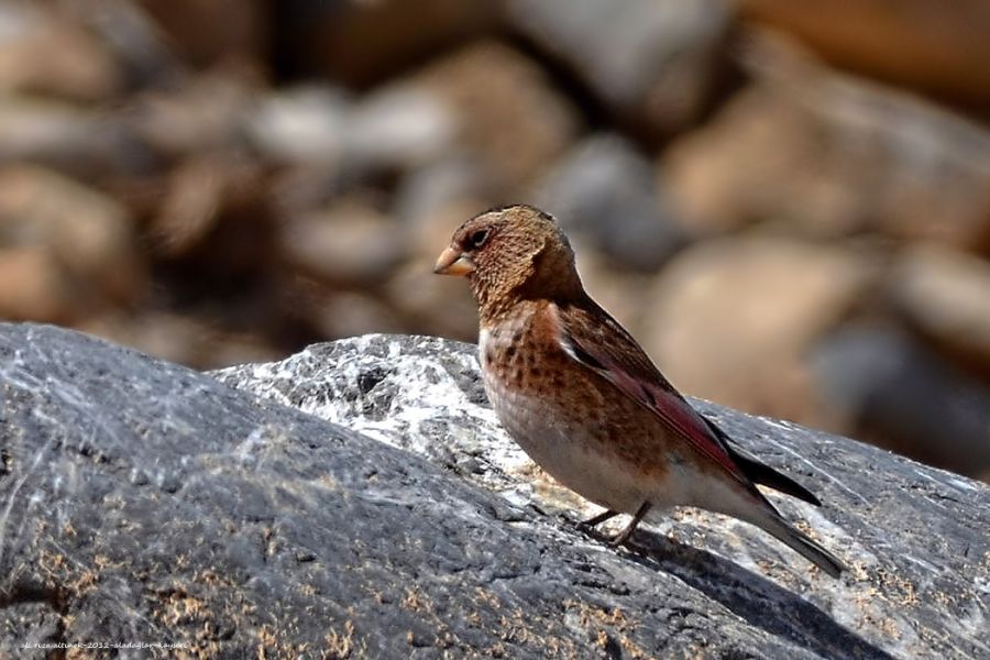 Crimson-winged Finch