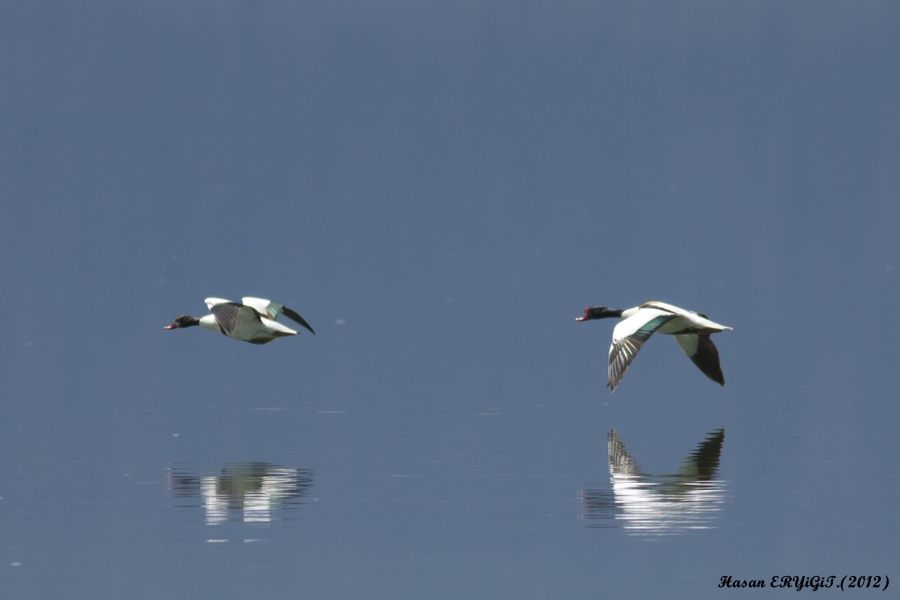 Common Shelduck