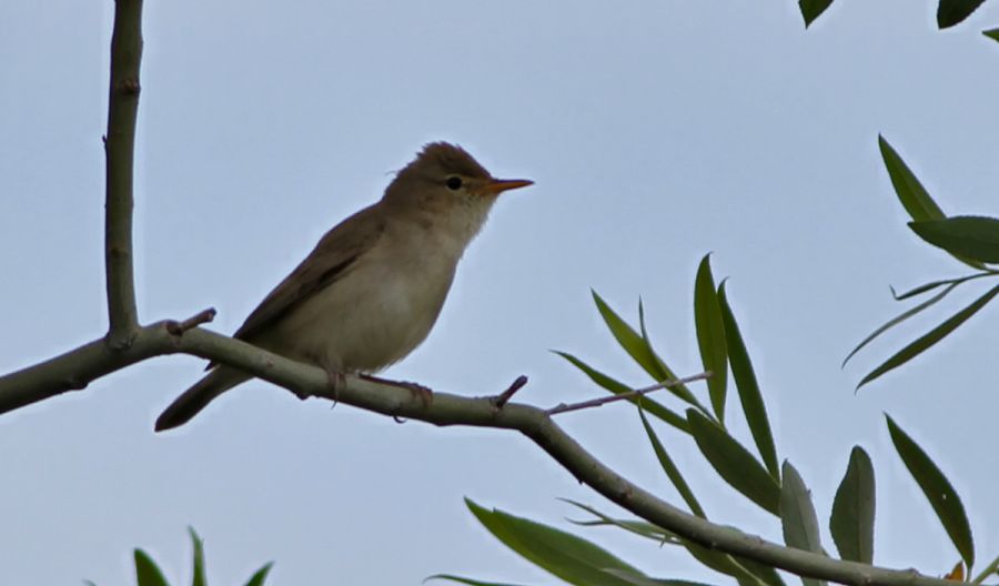 Eastern Olivaceous Warbler