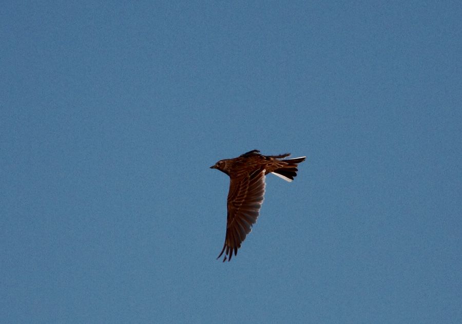 Eurasian Skylark