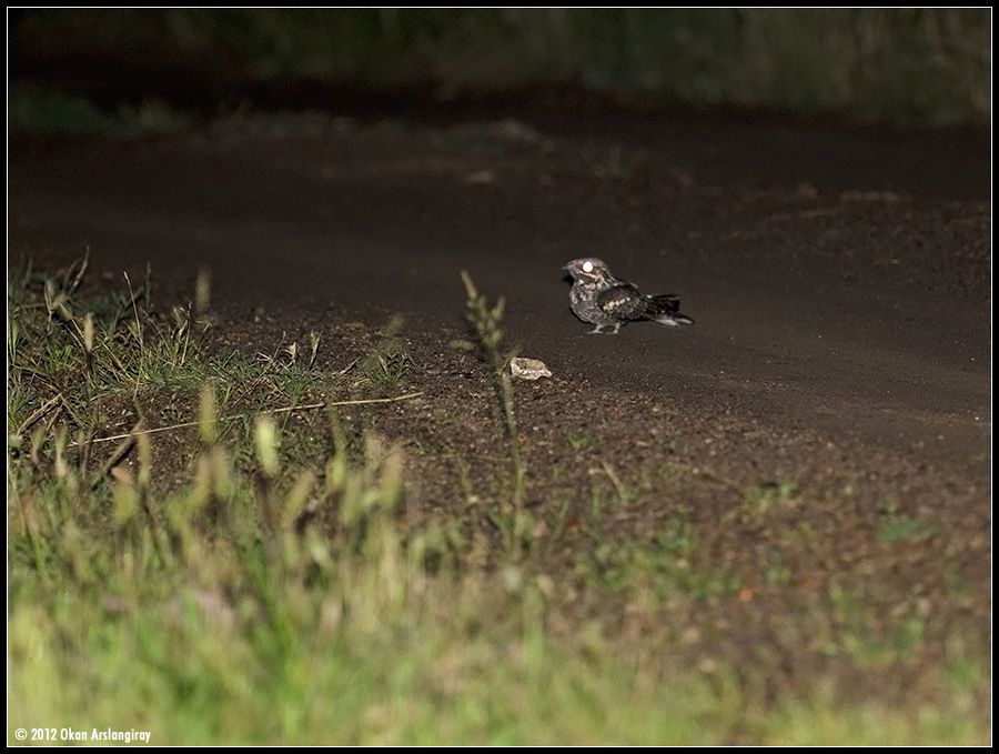 European Nightjar