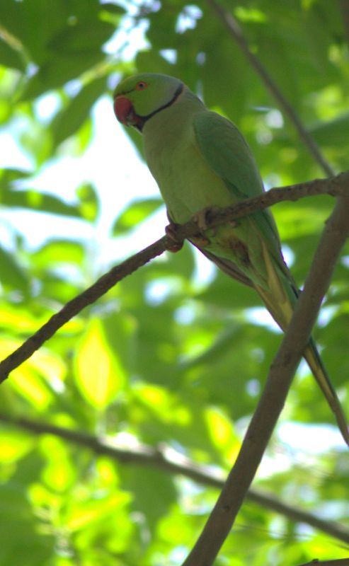 Rose-ringed Parakeet
