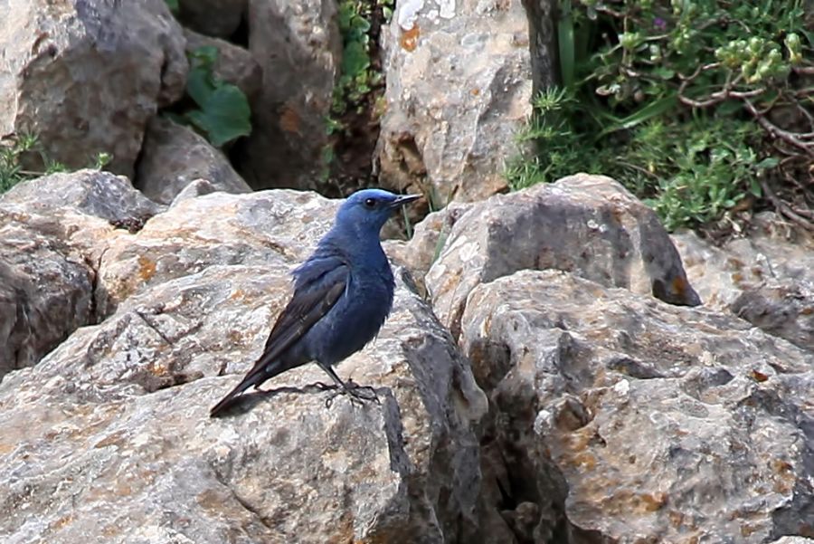 Blue Rock Thrush