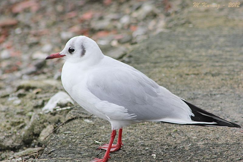 Black-headed Gull