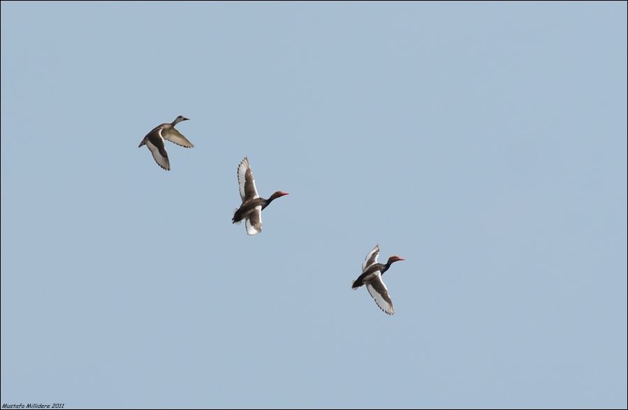 Red-crested Pochard