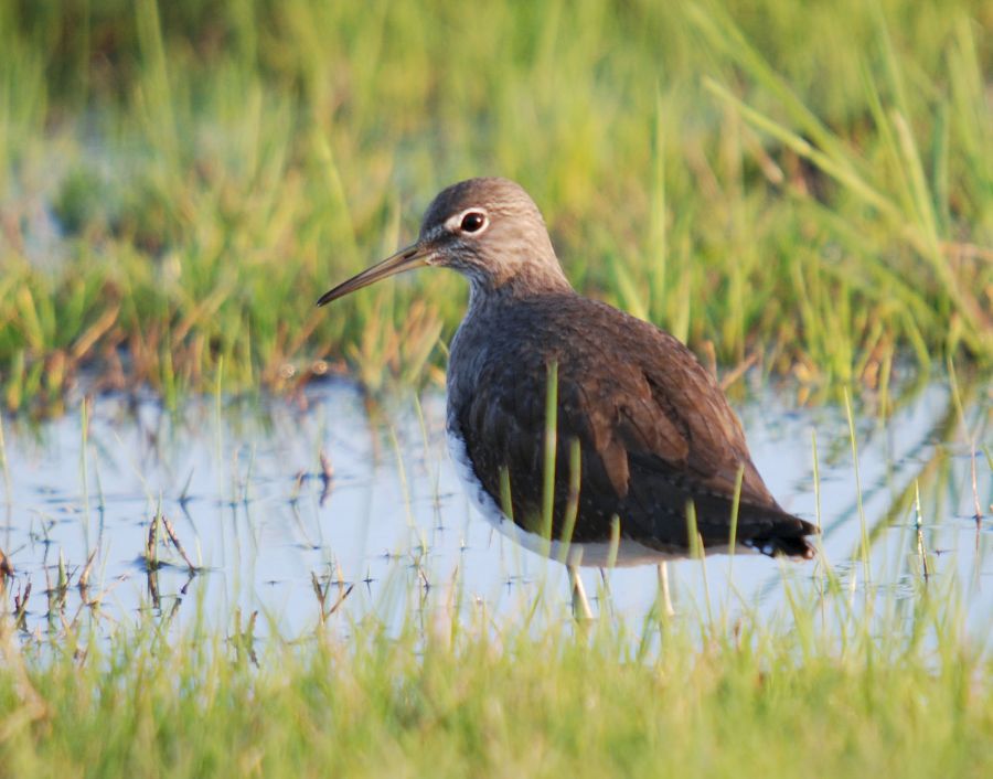 Green Sandpiper